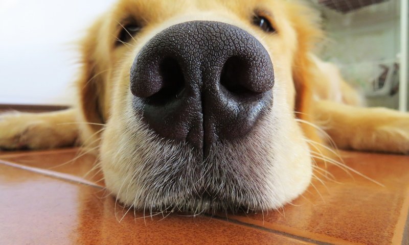 Обои морда, собака, нос, крупный план, милый, золотистый ретривер, face, dog, nose, close-up, cute, golden retriever разрешение 4000x3000 Загрузить