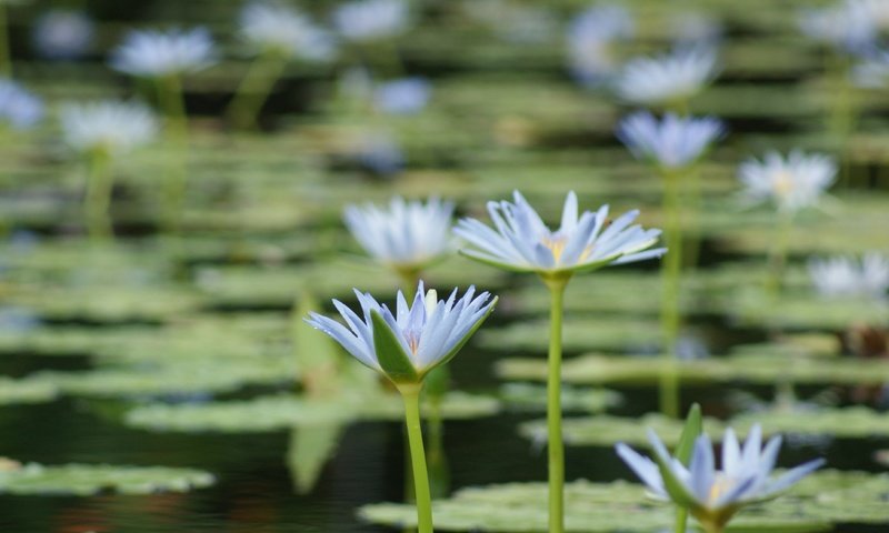 Обои цветы, озеро, лепестки, кувшинки, водяная лилия, flowers, lake, petals, water lilies, water lily разрешение 4592x2576 Загрузить