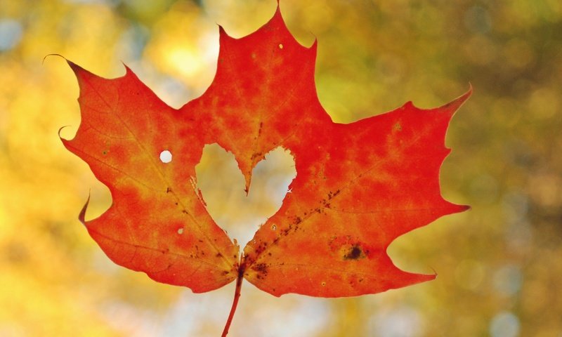 Обои осень, лист, сердце, любовь, кленовый лист, боке, autumn, sheet, heart, love, maple leaf, bokeh разрешение 2830x2081 Загрузить