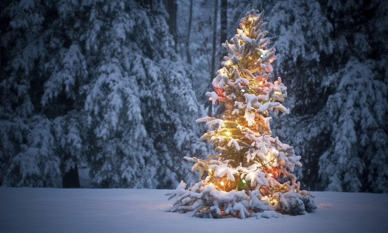 Обои снег, новый год, лес, зима, мороз, ель, праздник, рождество, snow, new year, forest, winter, frost, spruce, holiday, christmas разрешение 2560x1600 Загрузить