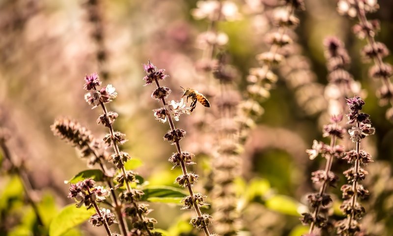 Обои природа, растения, макро, насекомое, размытость, пчела, полевые цветы, nature, plants, macro, insect, blur, bee, wildflowers разрешение 2500x1666 Загрузить