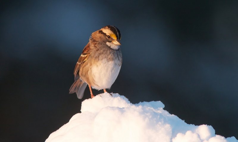 Обои снег, птица, клюв, воробей, перья, snow, bird, beak, sparrow, feathers разрешение 2048x1364 Загрузить