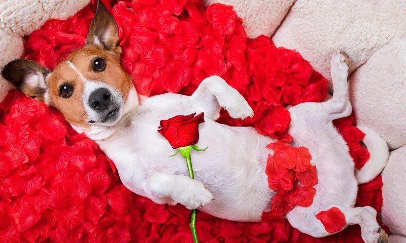 Обои цветок, мордочка, роза, лепестки, взгляд, собака, юмор, джек-рассел-терьер, flower, muzzle, rose, petals, look, dog, humor, jack russell terrier разрешение 6720x4480 Загрузить