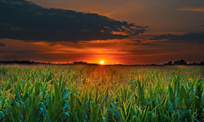 Обои облака, солнце, растения, закат, поле, горизонт, сумерки, clouds, the sun, plants, sunset, field, horizon, twilight разрешение 3000x2000 Загрузить