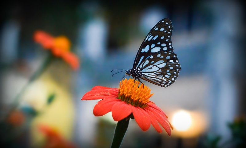 Обои цветы, насекомое, лепестки, бабочка, крылья, боке, flowers, insect, petals, butterfly, wings, bokeh разрешение 4523x2863 Загрузить