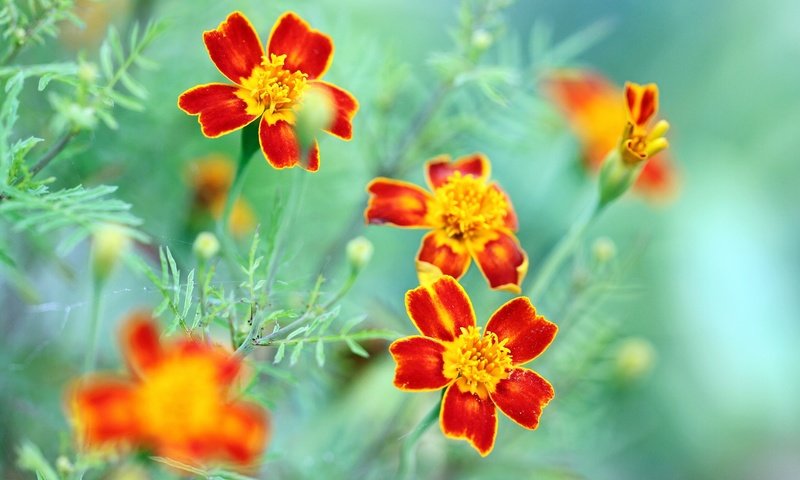 Обои цветы, макро, лепестки, боке, бархатцы, flowers, macro, petals, bokeh, marigolds разрешение 2048x1365 Загрузить