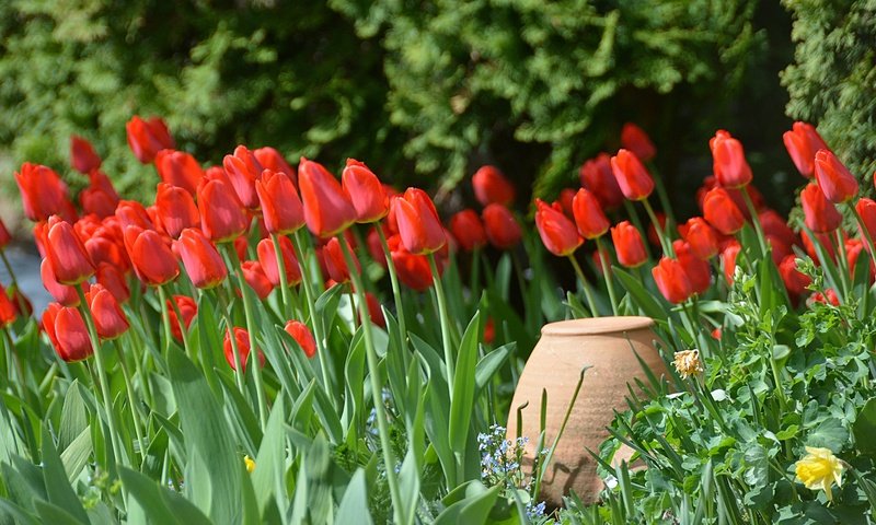 Обои цветы, бутоны, лепестки, весна, тюльпаны, кувшин, весенние, flowers, buds, petals, spring, tulips, pitcher разрешение 5981x2981 Загрузить