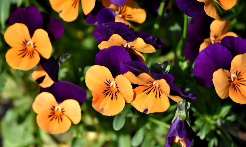 Обои цветы, анютины глазки, клумба, flowers, pansy, flowerbed разрешение 5488x3638 Загрузить