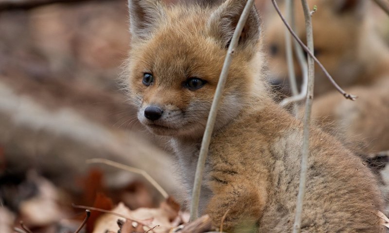 Обои ветки, взгляд, лиса, малыш, детеныш, лисенок, branches, look, fox, baby, cub разрешение 1920x1080 Загрузить