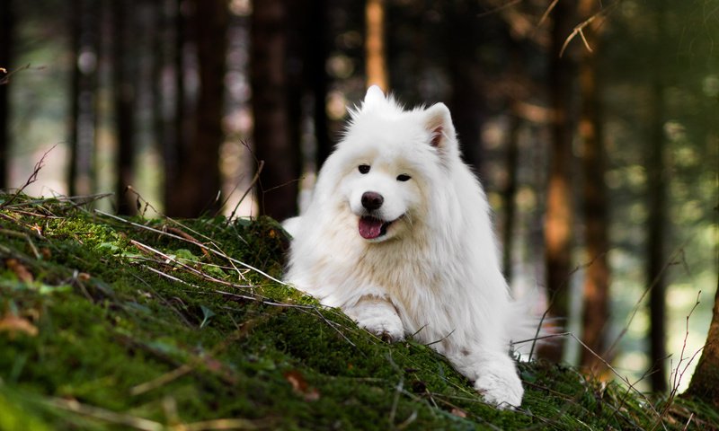 Обои природа, лес, собака, язык, боке, самоед, nature, forest, dog, language, bokeh, samoyed разрешение 2112x1188 Загрузить