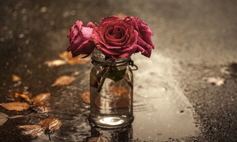 Обои цветы, розы, лужа, банка, flowers, roses, puddle, bank разрешение 2048x1300 Загрузить