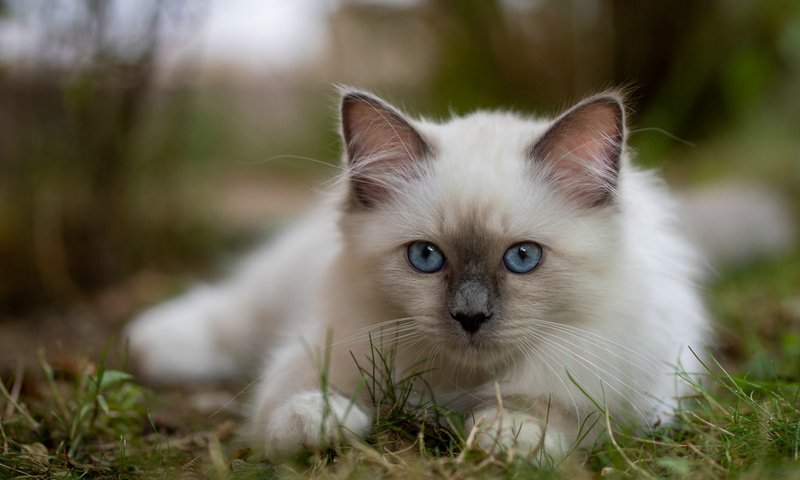 Обои трава, мордочка, взгляд, котенок, голубые глаза, боке, бирманская кошка, grass, muzzle, look, kitty, blue eyes, bokeh, burmese разрешение 2112x1188 Загрузить