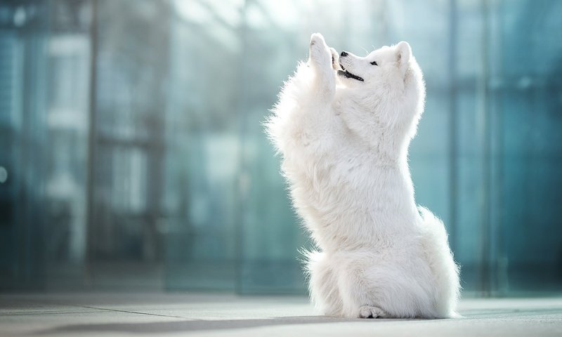 Обои собака, боке, самоед, dog, bokeh, samoyed разрешение 2048x1365 Загрузить