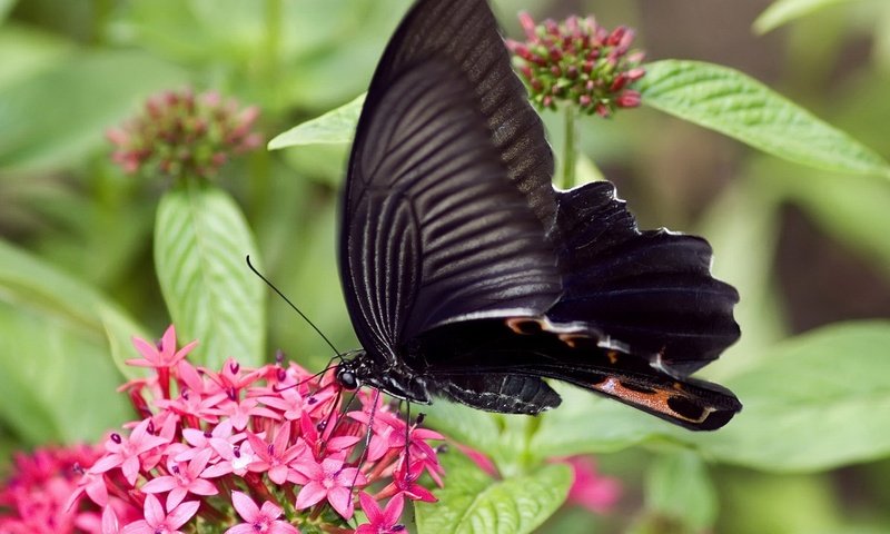 Обои цветы, насекомое, бабочка, крылья, flowers, insect, butterfly, wings разрешение 1920x1080 Загрузить