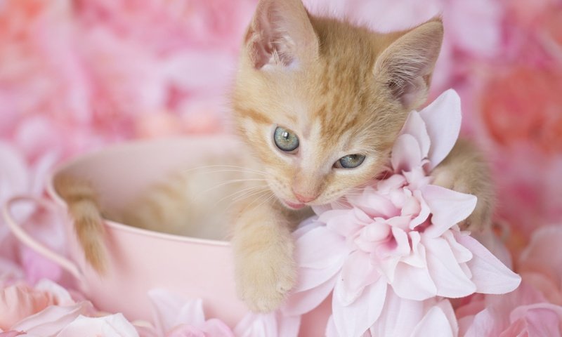 Обои цветы, котенок, рыжий, милый, flowers, kitty, red, cute разрешение 2000x1200 Загрузить