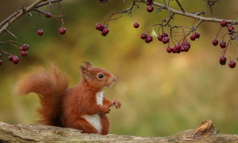 Обои природа, ветки, осень, ягоды, животное, белка, зверек, бревно, грызун, rodent, nature, branches, autumn, berries, animal, protein, log разрешение 2048x1118 Загрузить