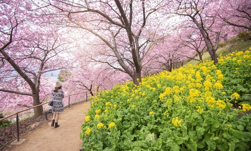 Обои цветы, цветение, девушка, пейзаж, парк, япония, весна, сакура, flowers, flowering, girl, landscape, park, japan, spring, sakura разрешение 4000x2670 Загрузить