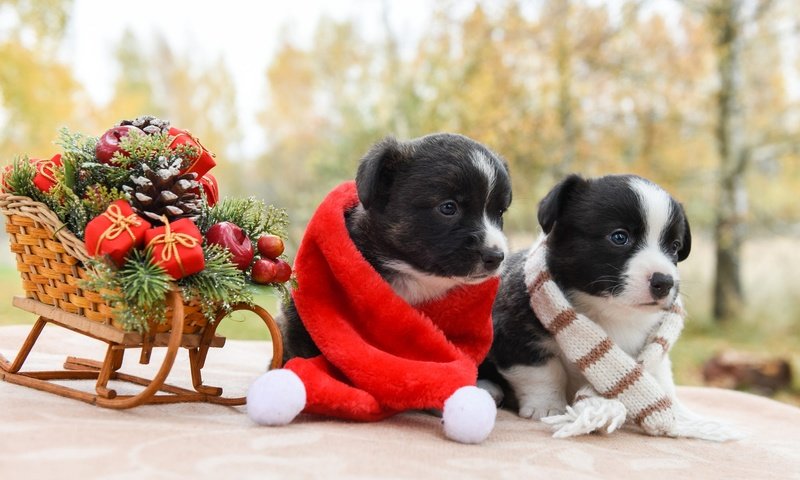 Обои новый год, щенки, рождество, санки, собаки, шарфик, вельш-корги, корги, new year, puppies, christmas, sled, dogs, scarf, welsh corgi, corgi разрешение 2000x1334 Загрузить