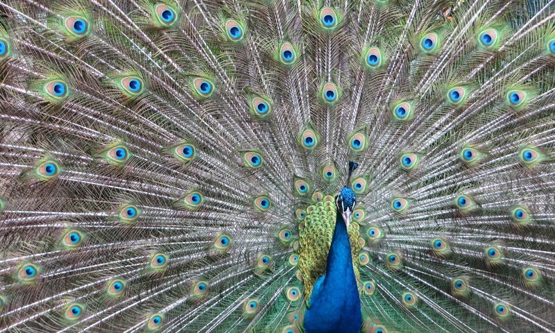 Обои павлин, peacock разрешение 4000x3000 Загрузить