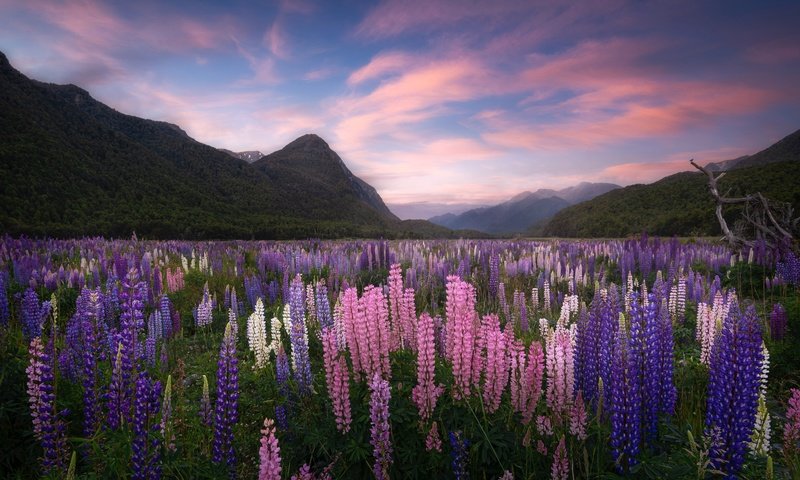 Обои цветы, горы, луг, новая зеландия, люпины, flowers, mountains, meadow, new zealand, lupins разрешение 4096x2615 Загрузить