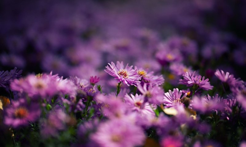 Обои цветы, куст, много, размытие, боке, сиреневые, астры, flowers, bush, a lot, blur, bokeh, lilac, asters разрешение 2000x1333 Загрузить