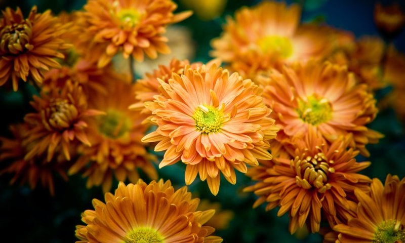 Обои цветы, куст, много, желтые, оранжевые, хризантемы, боке, flowers, bush, a lot, yellow, orange, chrysanthemum, bokeh разрешение 3008x2000 Загрузить