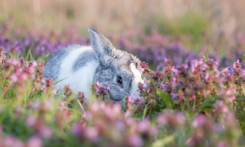 Обои цветы, боке, мордочка, лето, взгляд, поляна, кролик, заяц, зайчик, flowers, bokeh, muzzle, summer, look, glade, rabbit, hare, bunny разрешение 3888x2592 Загрузить