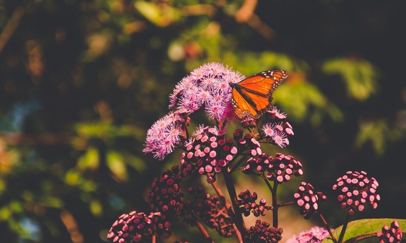 Обои цветы, природа, макро, насекомое, лето, бабочка, боке, flowers, nature, macro, insect, summer, butterfly, bokeh разрешение 4800x3200 Загрузить