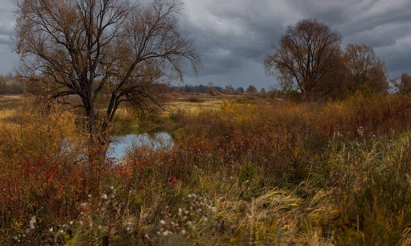 Обои деревья, природа, тучи, пейзаж, осень, травы, trees, nature, clouds, landscape, autumn, grass разрешение 1920x1080 Загрузить