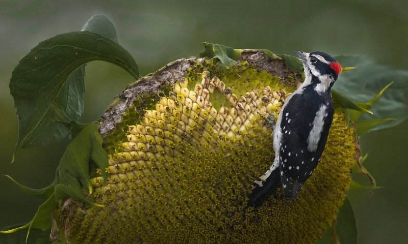 Обои фон, цветок, подсолнух, птица, спелый, семечки, дятел, background, flower, sunflower, bird, ripe, seeds, woodpecker разрешение 3840x2160 Загрузить