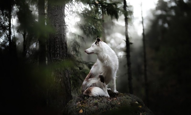 Обои лес, собака, друг, forest, dog, each разрешение 2047x1225 Загрузить