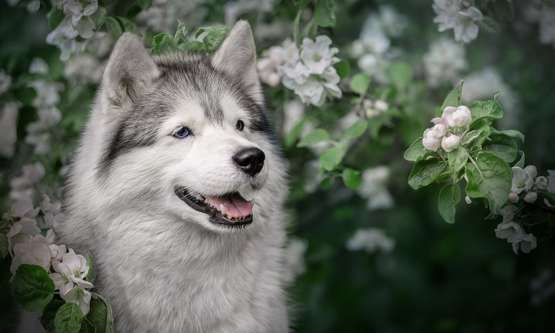 Обои морда, цветение, ветки, собака, весна, хаски, яблоня, face, flowering, branches, dog, spring, husky, apple разрешение 2560x1706 Загрузить