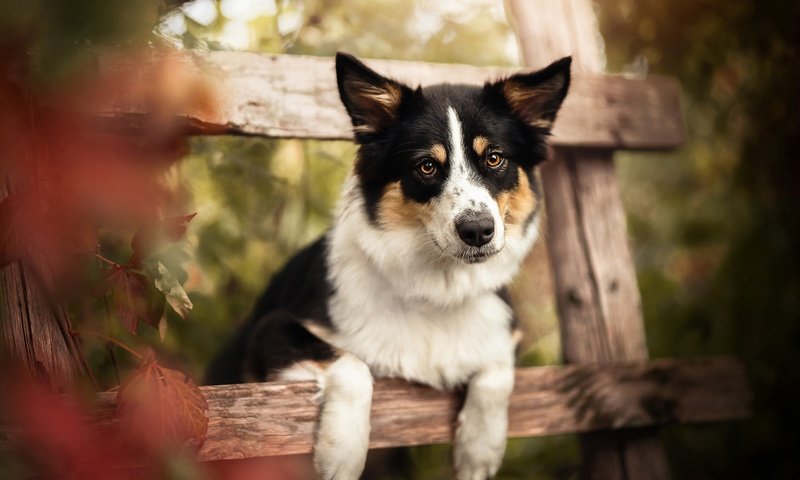 Обои морда, лапы, взгляд, осень, собака, боке, face, paws, look, autumn, dog, bokeh разрешение 2560x1707 Загрузить