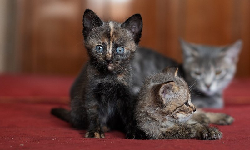 Обои мордочка, взгляд, котенок, кошки, мама, котята, боке, muzzle, look, kitty, cats, mom, kittens, bokeh разрешение 2000x1333 Загрузить