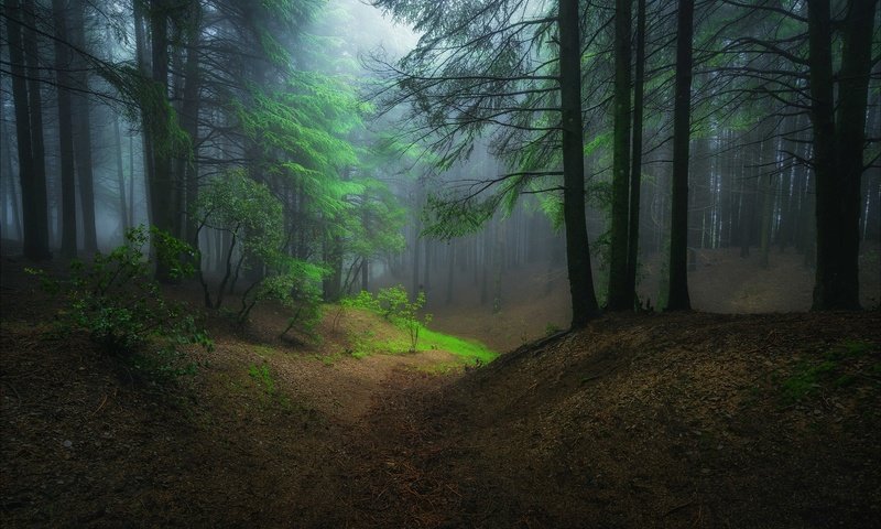 Обои ночь, деревья, природа, лес, туман, night, trees, nature, forest, fog разрешение 2048x1364 Загрузить