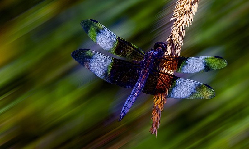 Обои макро, стрекоза, колосок, боке, macro, dragonfly, spike, bokeh разрешение 2711x1808 Загрузить