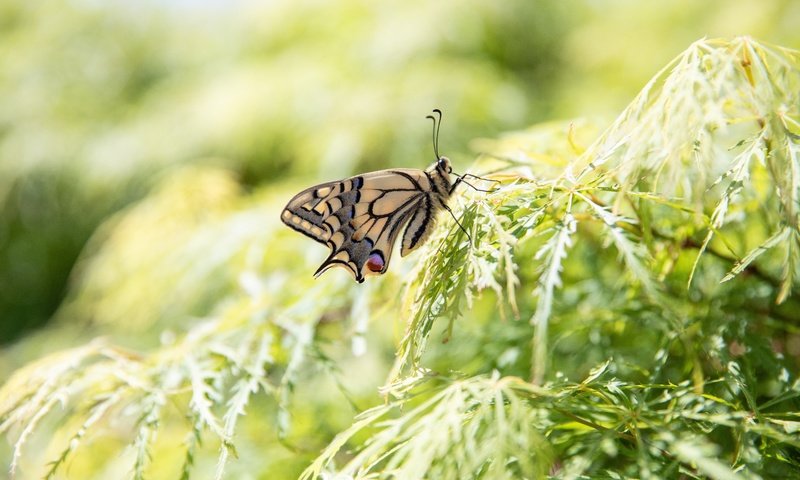 Обои природа, листья, макро, насекомое, ветки, бабочка, боке, nature, leaves, macro, insect, branches, butterfly, bokeh разрешение 6720x4480 Загрузить