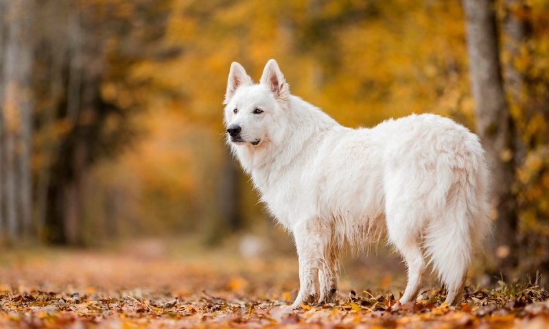 Обои природа, осень, собака, nature, autumn, dog разрешение 3840x2160 Загрузить