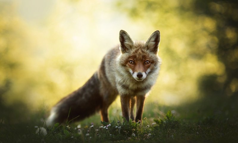 Обои природа, взгляд, лиса, боке, nature, look, fox, bokeh разрешение 2000x1345 Загрузить
