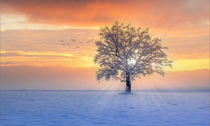 Обои снег, дерево, закат, зима, лучи, птицы, snow, tree, sunset, winter, rays, birds разрешение 2000x1337 Загрузить