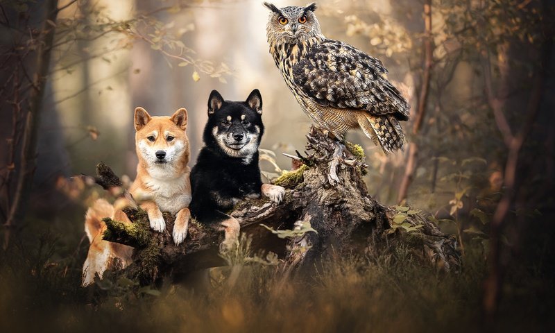 Обои сова, лес, птица, коряга, пень, собаки, филин, owl, forest, bird, snag, stump, dogs разрешение 2048x1471 Загрузить