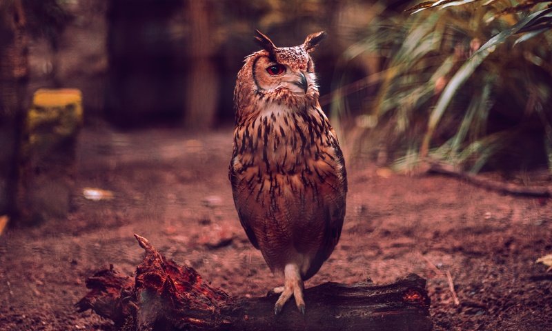 Обои сова, птица, темный фон, бревно, боке, филин, owl, bird, the dark background, log, bokeh разрешение 4255x2837 Загрузить