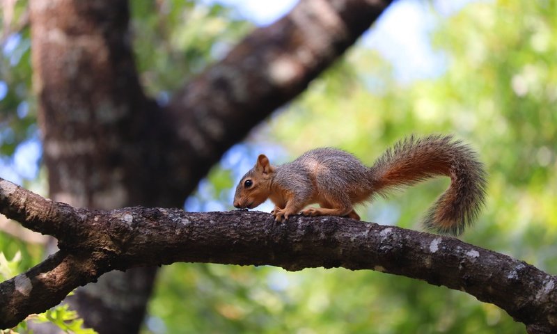 Обои свет, ветка, дерево, белка, боке, light, branch, tree, protein, bokeh разрешение 3840x2560 Загрузить