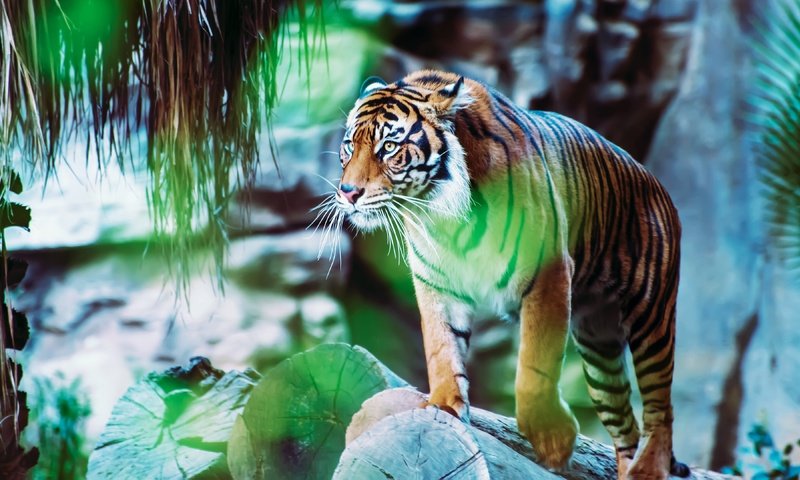 Обои тигр, боке, камни, размытый фон, поза, взгляд, блики, бревна, зоопарк, стоит, tiger, bokeh, stones, blurred background, pose, look, glare, logs, zoo, is разрешение 3840x2160 Загрузить