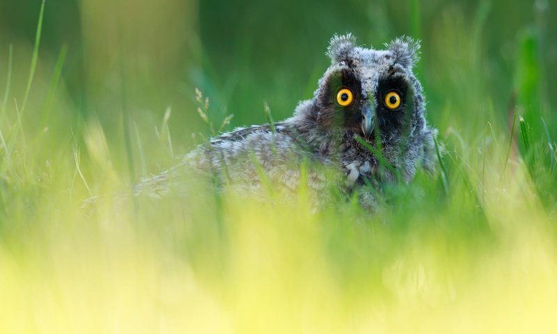Обои трава, сова, портрет, взгляд, зеленый фон, боке, выглядывает, grass, owl, portrait, look, green background, bokeh, peeps разрешение 2000x1250 Загрузить