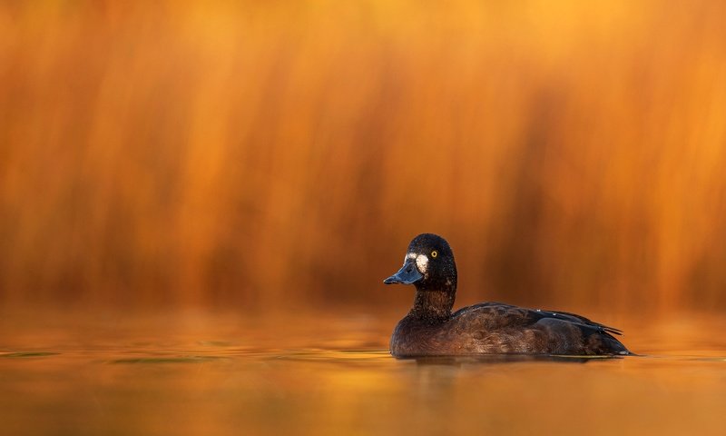 Обои вода, фон, птица, утка, боке, water, background, bird, duck, bokeh разрешение 2048x1366 Загрузить