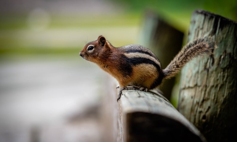 Обои бревно, боке, бурундук, log, bokeh, chipmunk разрешение 6144x4096 Загрузить