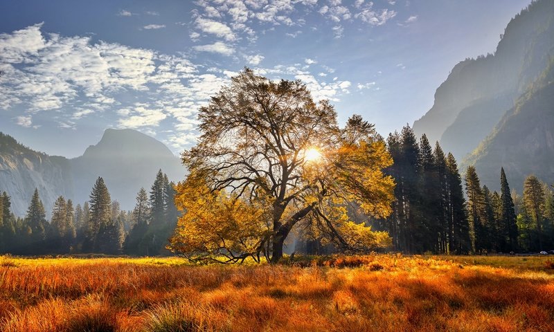 Обои деревья, горы, дерево, луг, калифорния, национальный парк йосемити, йосемитский национальный парк, ка­ли­фор­нийс­кая, trees, mountains, tree, meadow, ca, yosemite national park, california разрешение 2048x1365 Загрузить