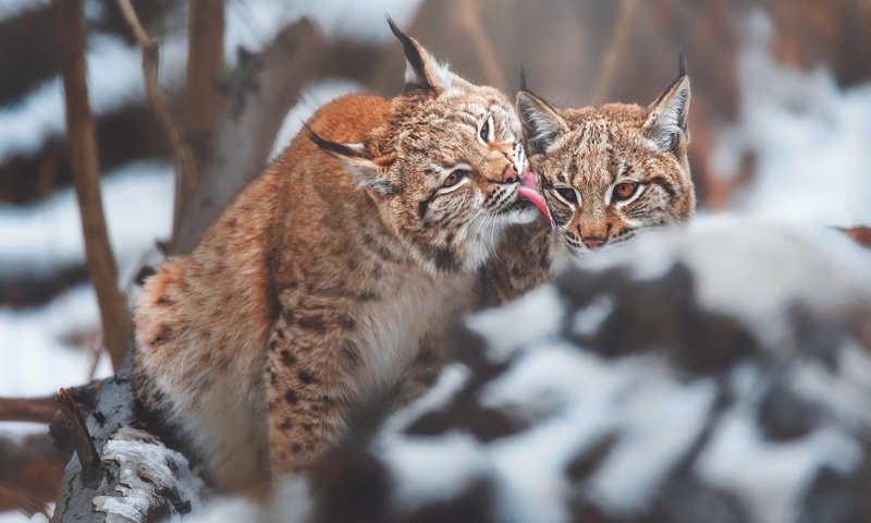 Обои снег, зима, рысь, камень, язык, морды, рыси, рысёнок, snow, winter, lynx, stone, language, muzzle, a small lynx разрешение 2000x1336 Загрузить