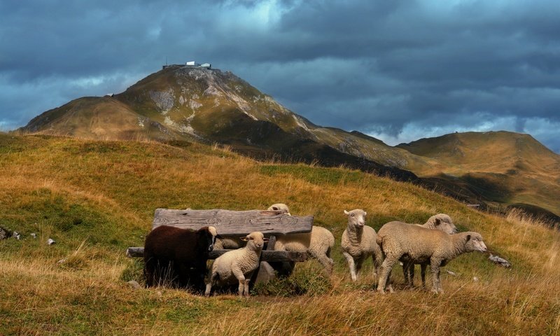 Обои холмы, пастбище, овцы, ягнята, hills, pasture, sheep, lambs разрешение 1920x1177 Загрузить